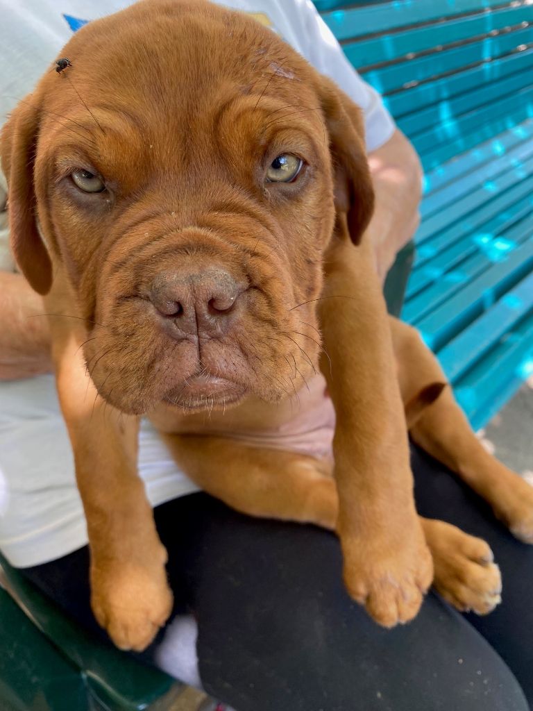 chiot Dogue de Bordeaux Des Veilleurs Du Verdon